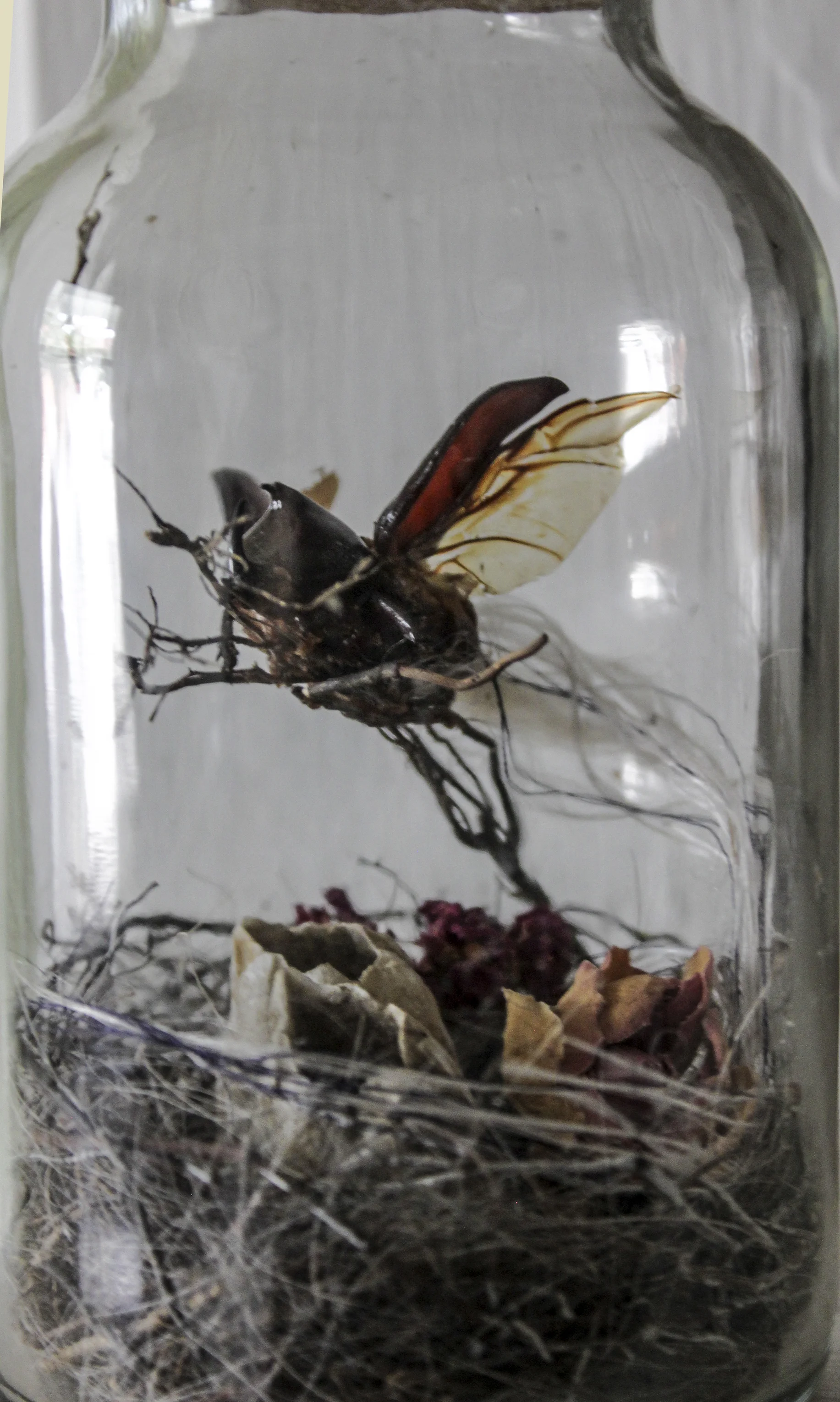bug jar 5.jpg