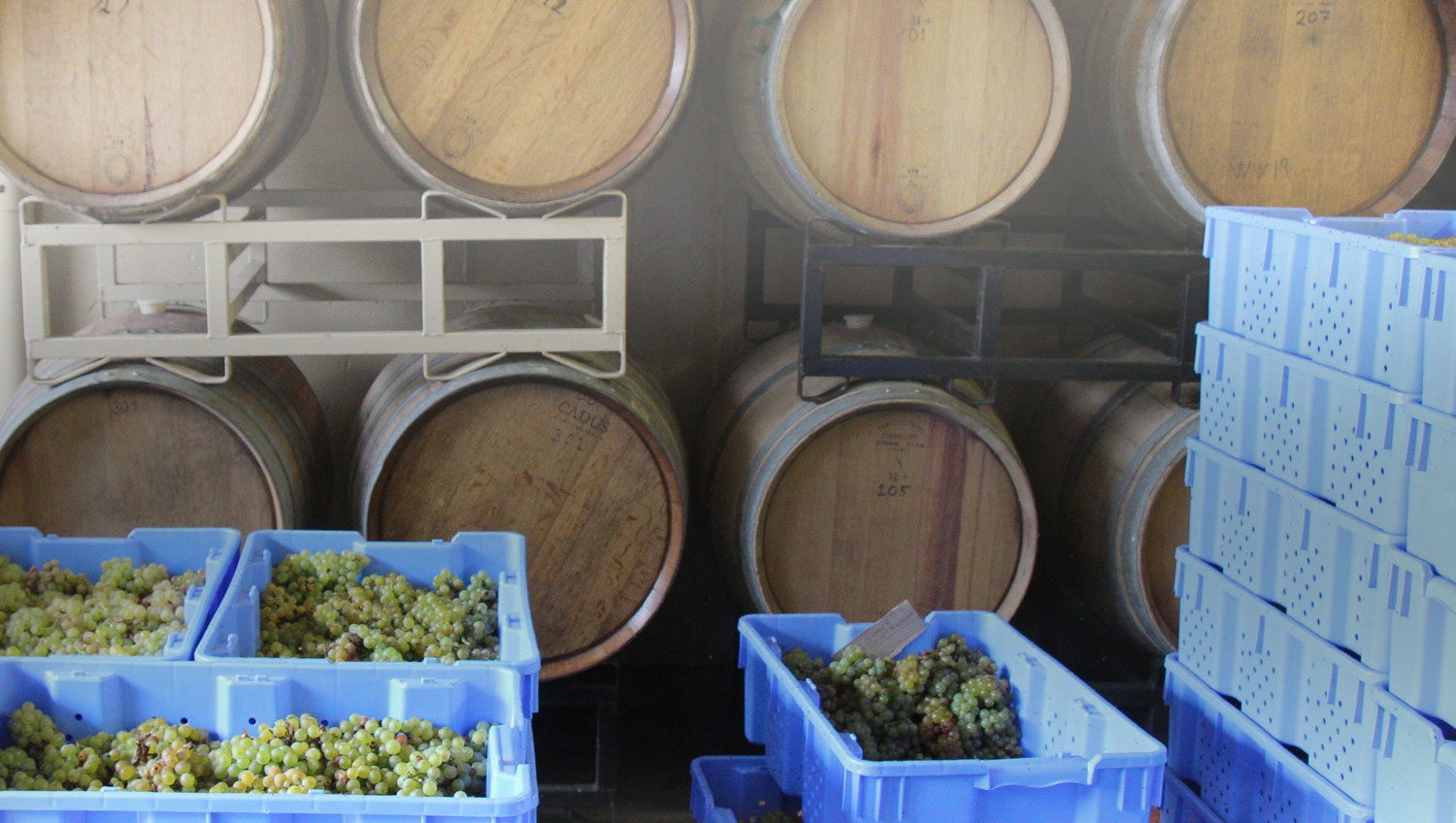 wyncroft-grapes-cover-light.jpg