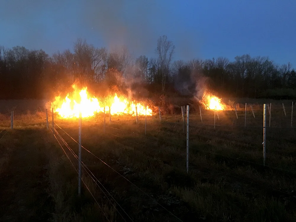 Bonfires lit in spring to deter the frost.