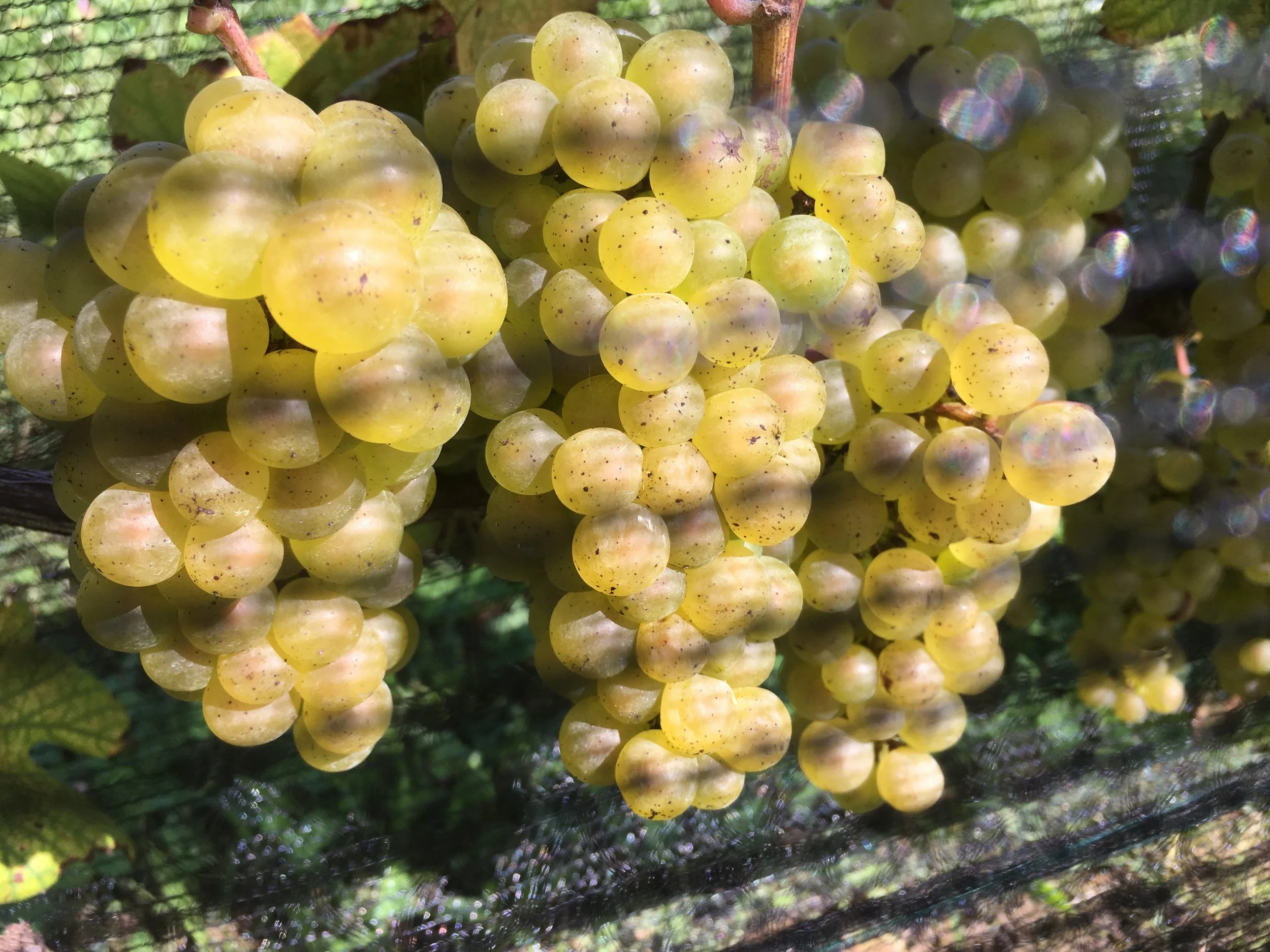 Avonlea "Old Vine" Chardonnay