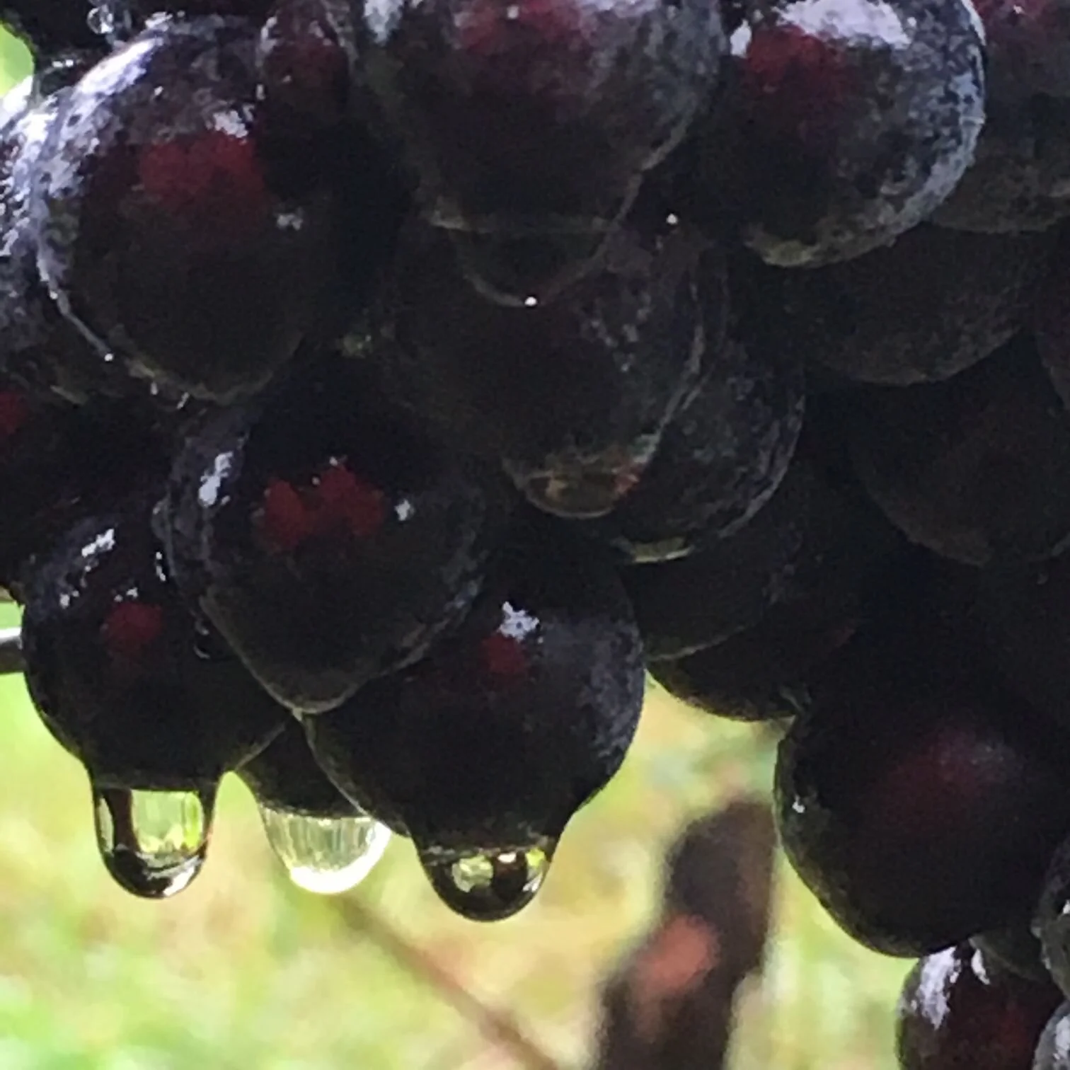 grapes.jpg