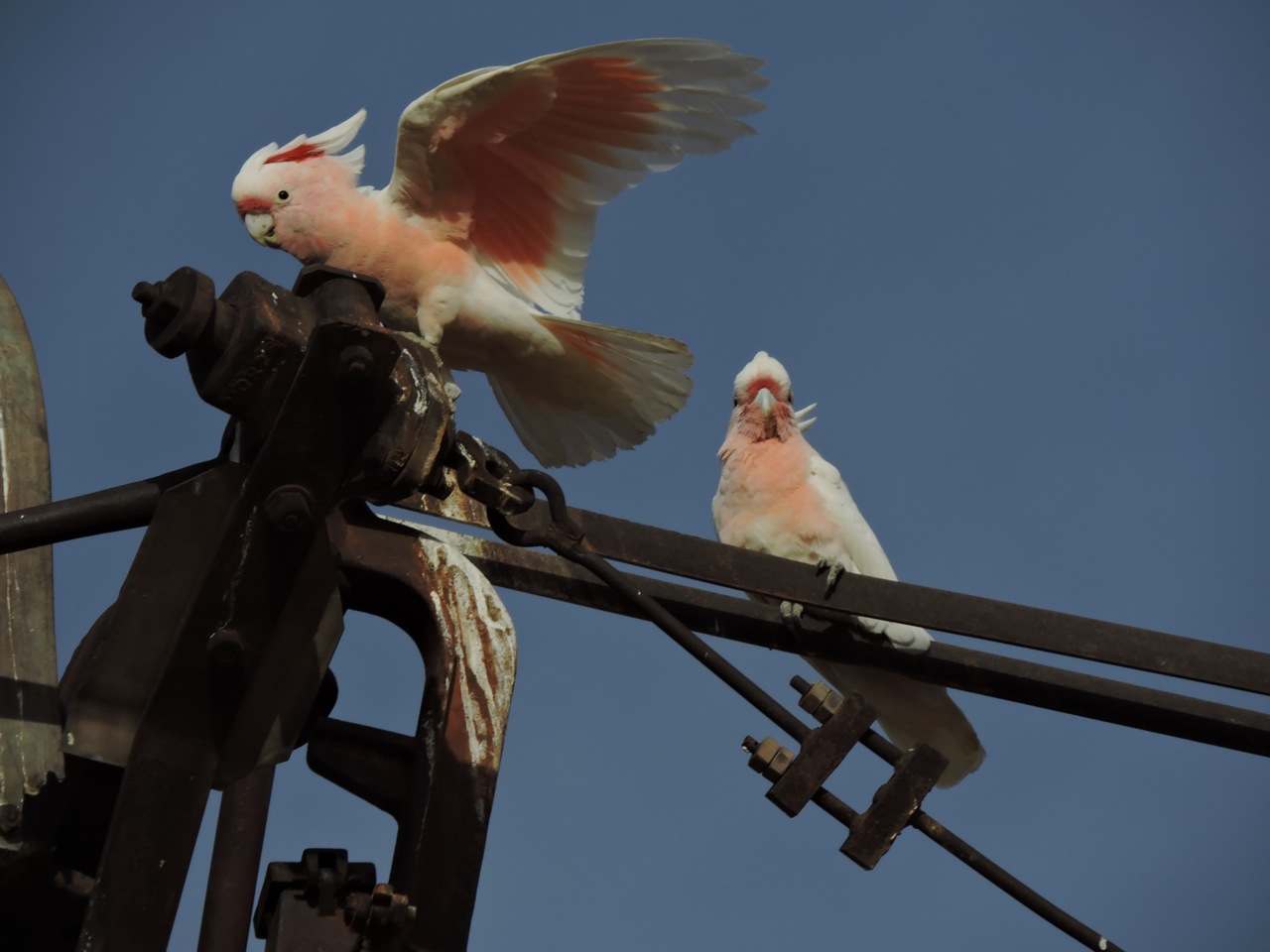 Major Mitchell Cockatoo, mollis subspecies 