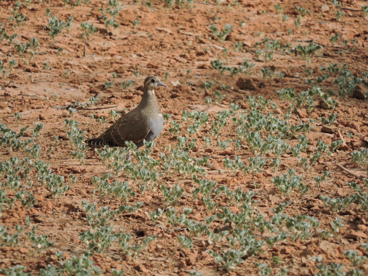 Juvenile Flock Bronzewing