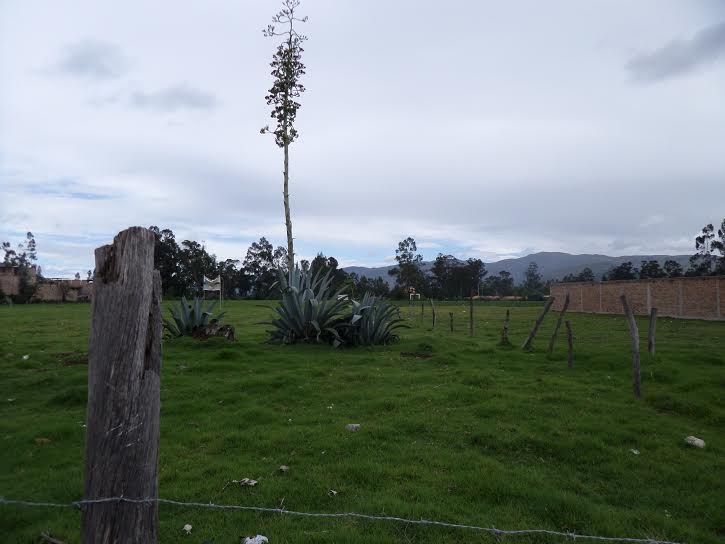 "It rains EVERY DAY these days, sometimes all day long, and when the sun comes out for one minute you know you're REALLY in trouble later in the day. OHHHH CAJAMARCA!"