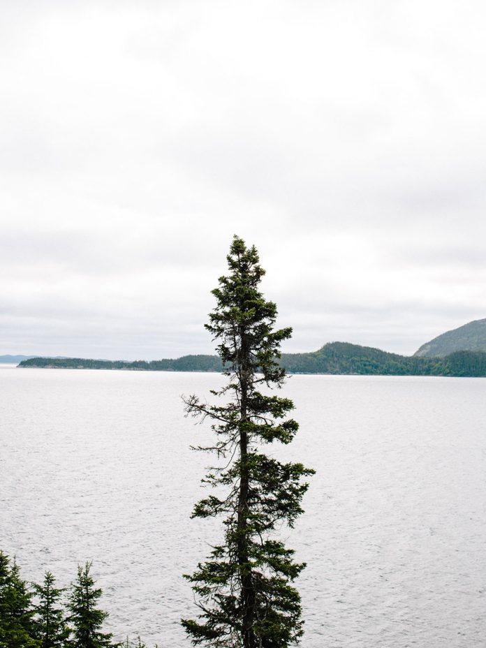 newfoundland_portrait8-696x928.jpg