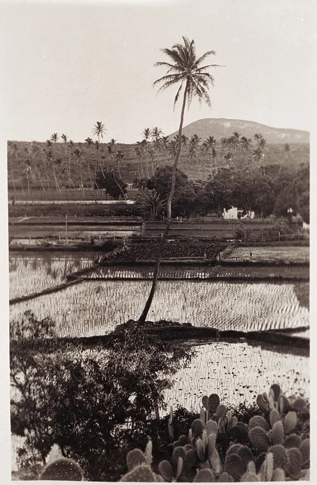 Hawaii No. 2 , 1939. Photograph, gelatin silver print. Museum of Fine Arts, Boston