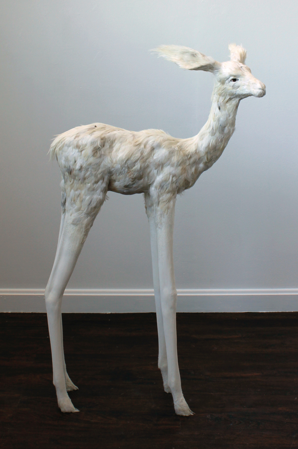 The Fawn