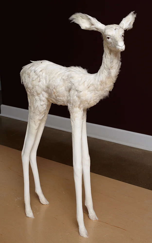 Fawn_237.jpg