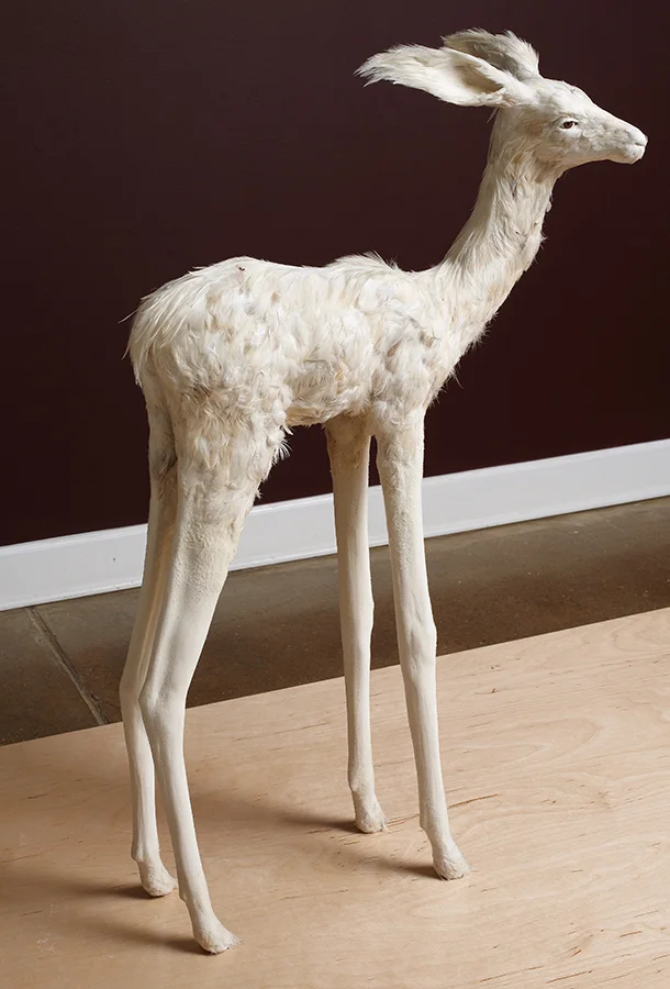 Fawn_239.jpg