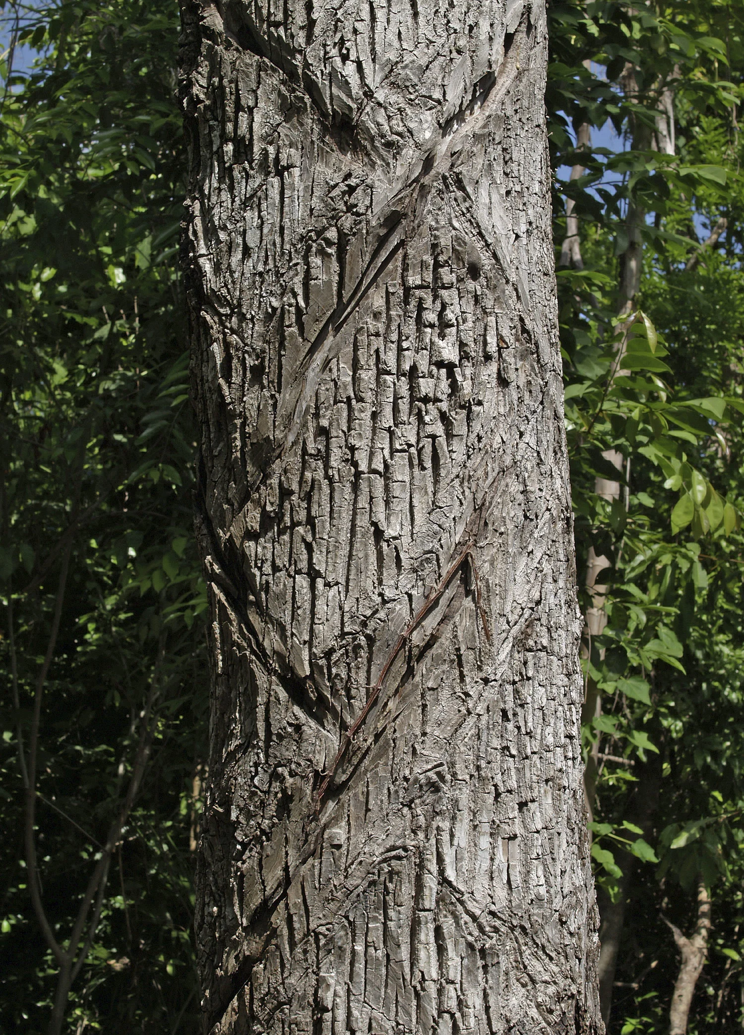 Manilkara-zapota-yucatan.jpg