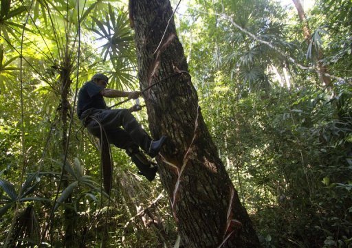Se-han-perdido-una-gran-cantidad-de-selvas-en-México.jpg