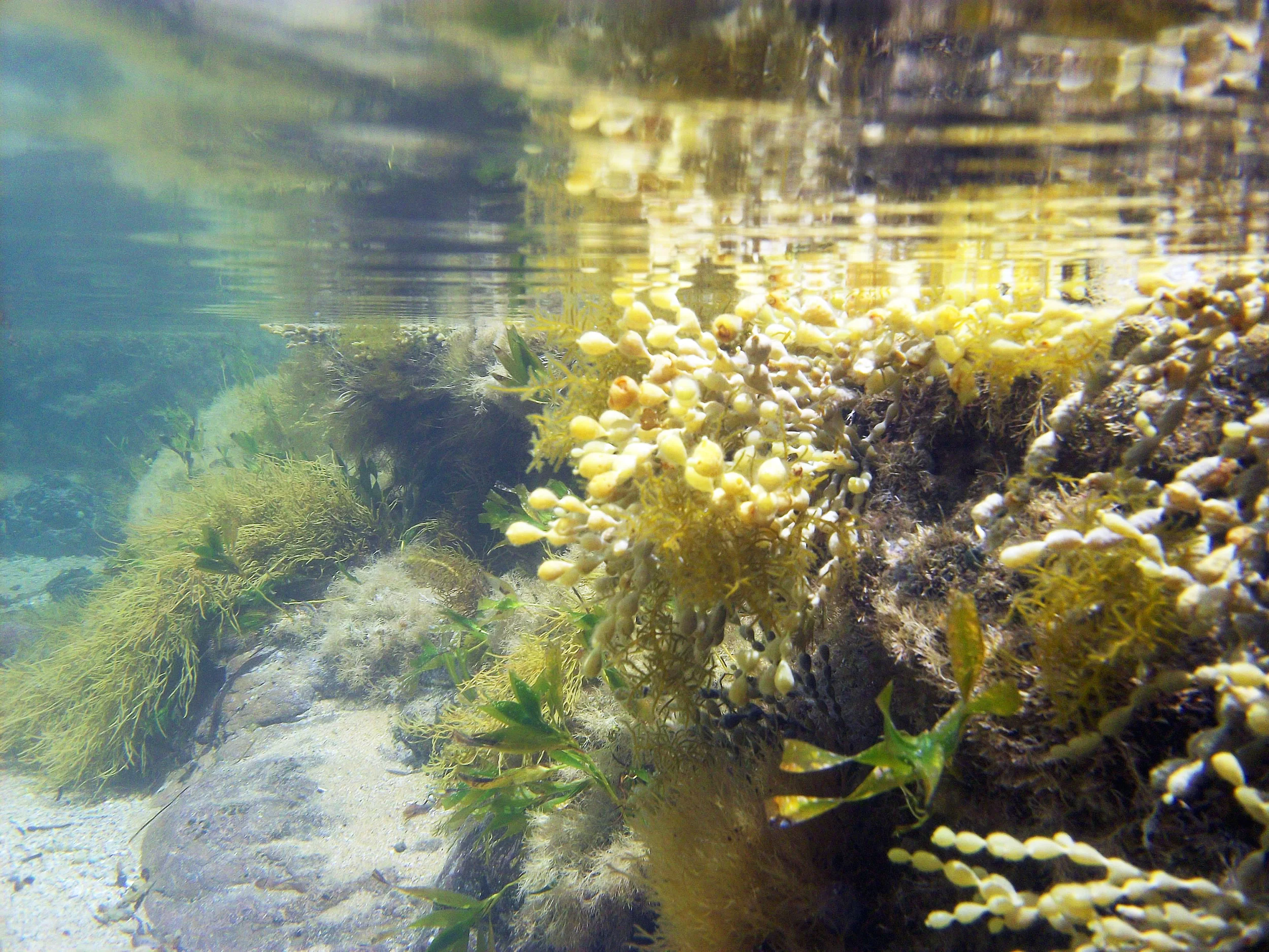 McHaffies Reef - Ventnor