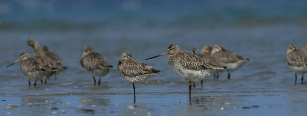 Birdlife of Western Port