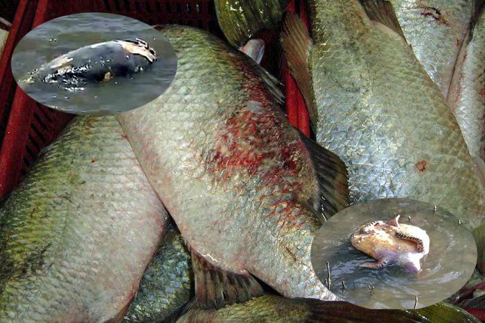 Sick Fish