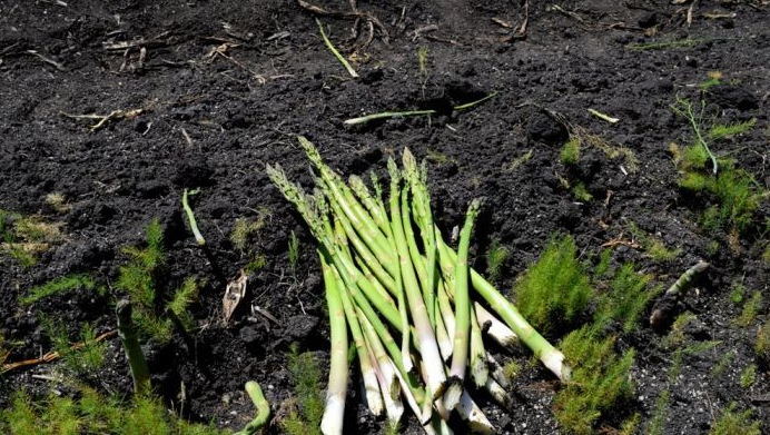 Fresh Cut Asparagus - KooWeeRup - Image ABC Rural