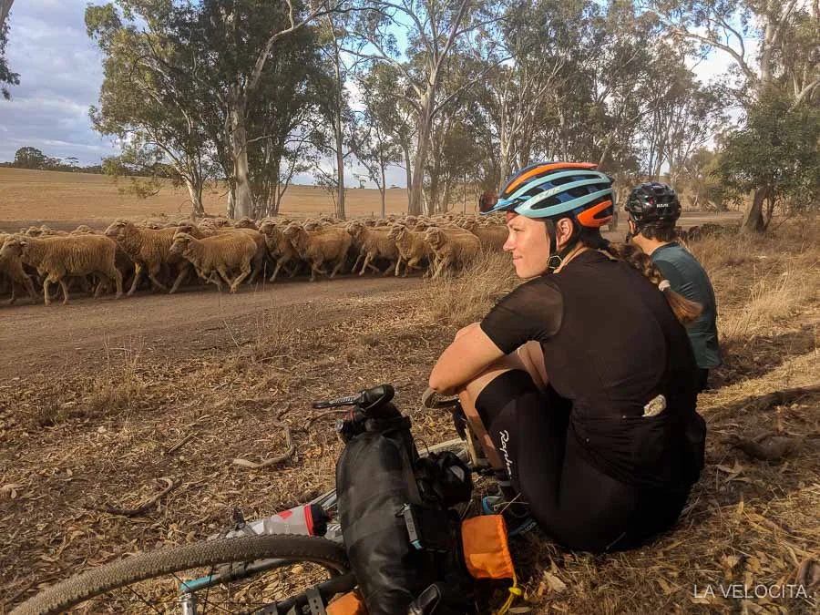 We decided to give way to these 600 sheep