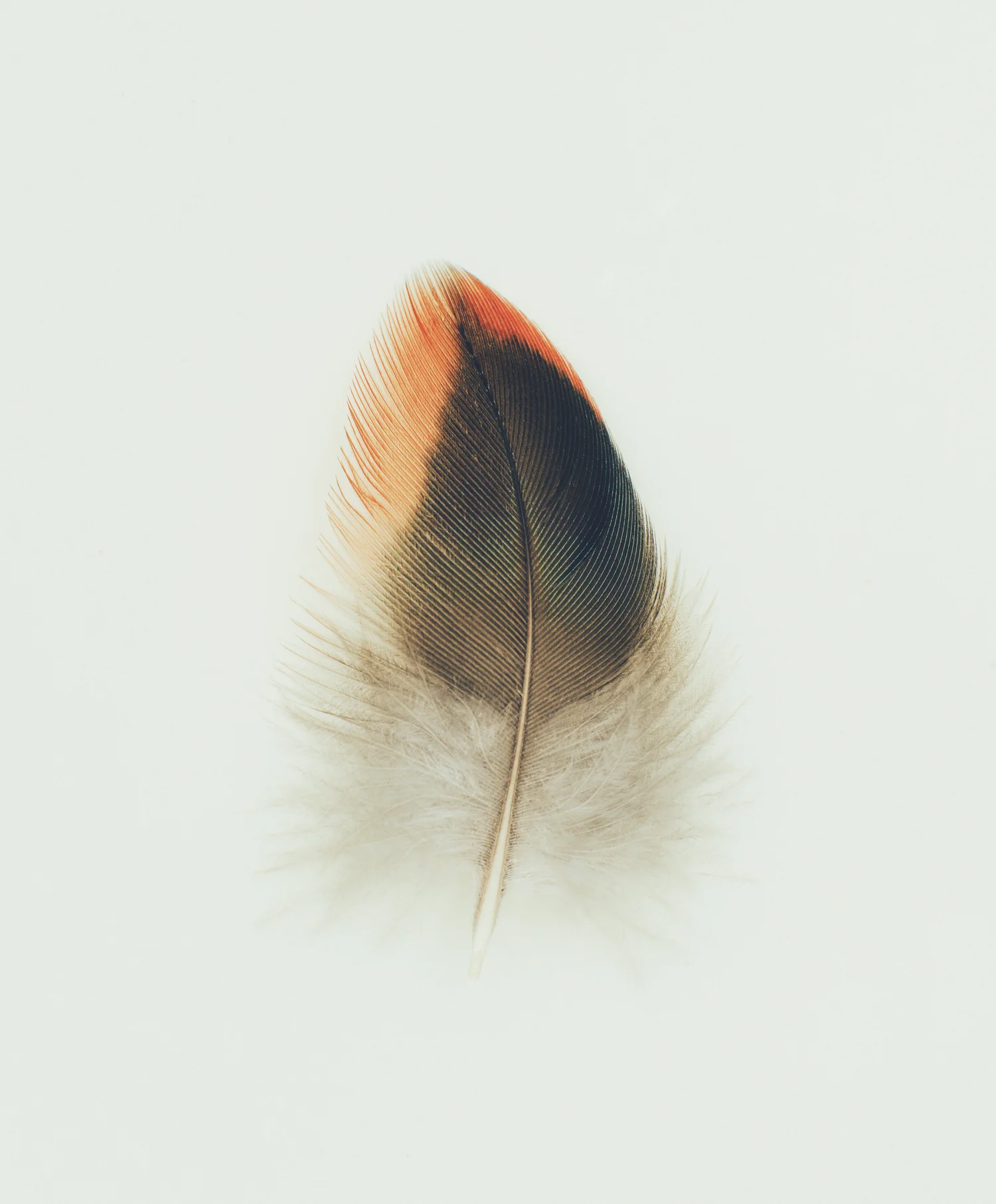 JFowler-Feathers-9+-+art+pharmacy.jpg