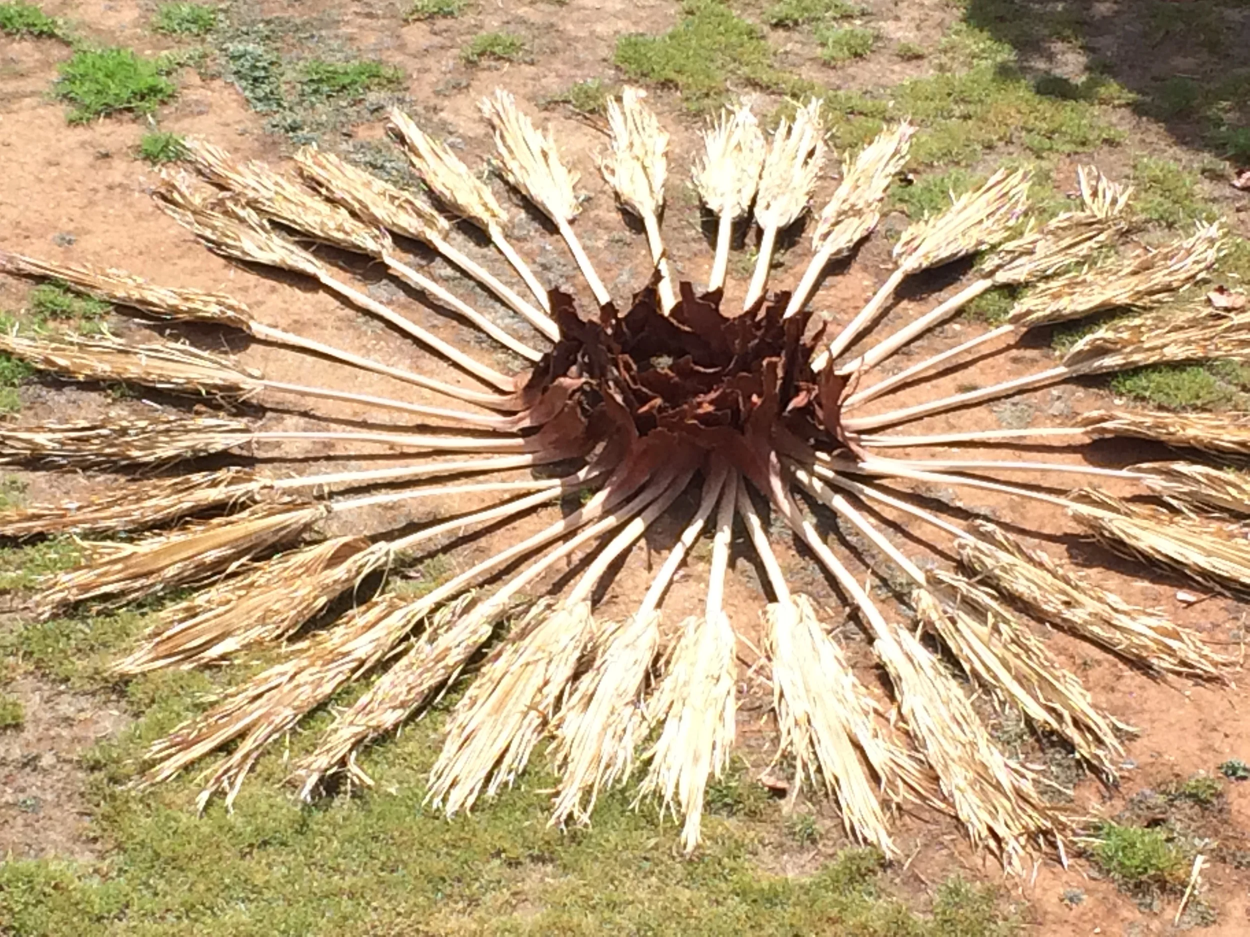 2015 found palm fronds 45 x 500x 500cm