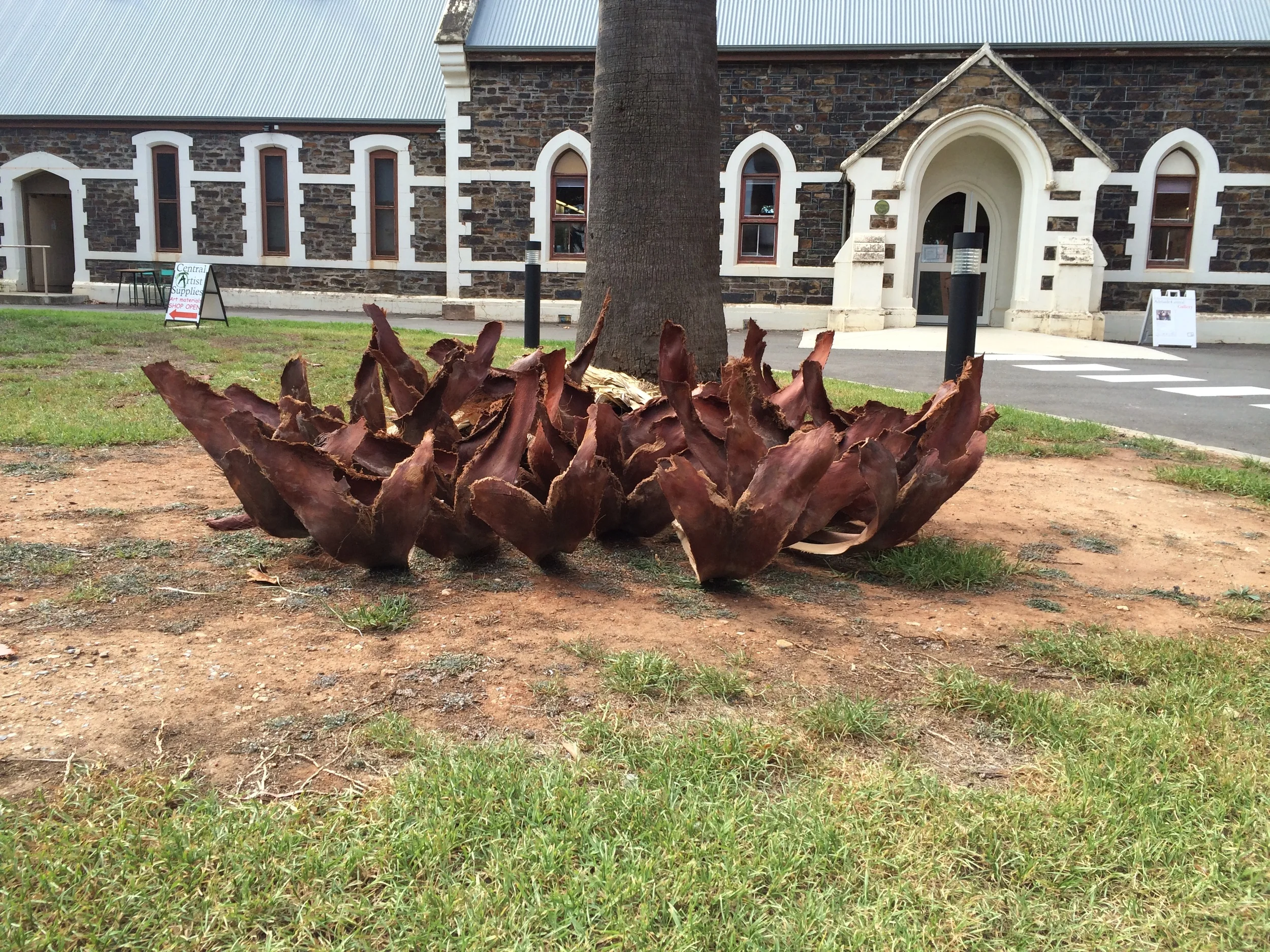 Pod 2015 Found palm fronds 60 x 250 x 300cm