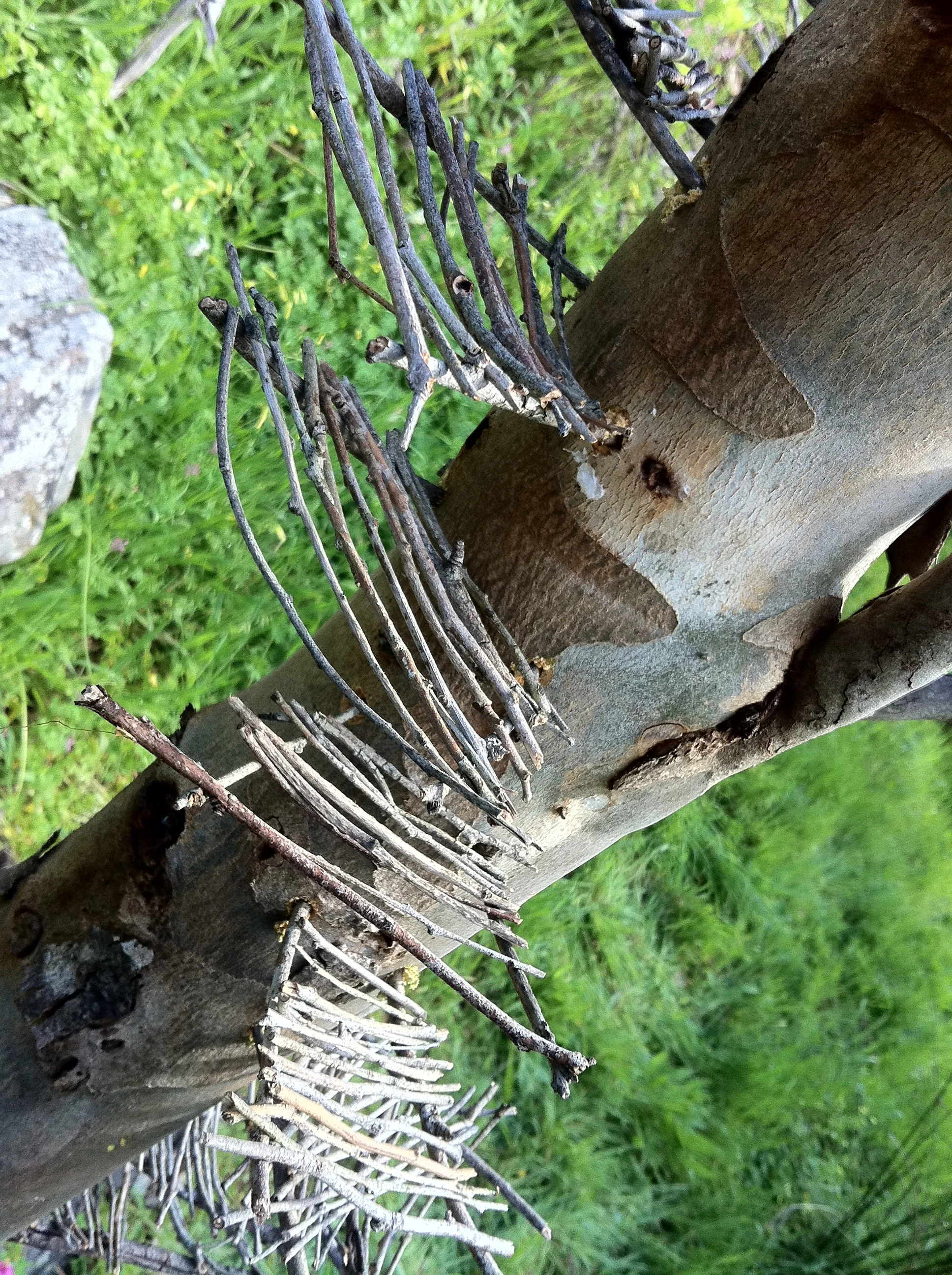 Stairway to Heaven 2013 tree and sticks from that tree