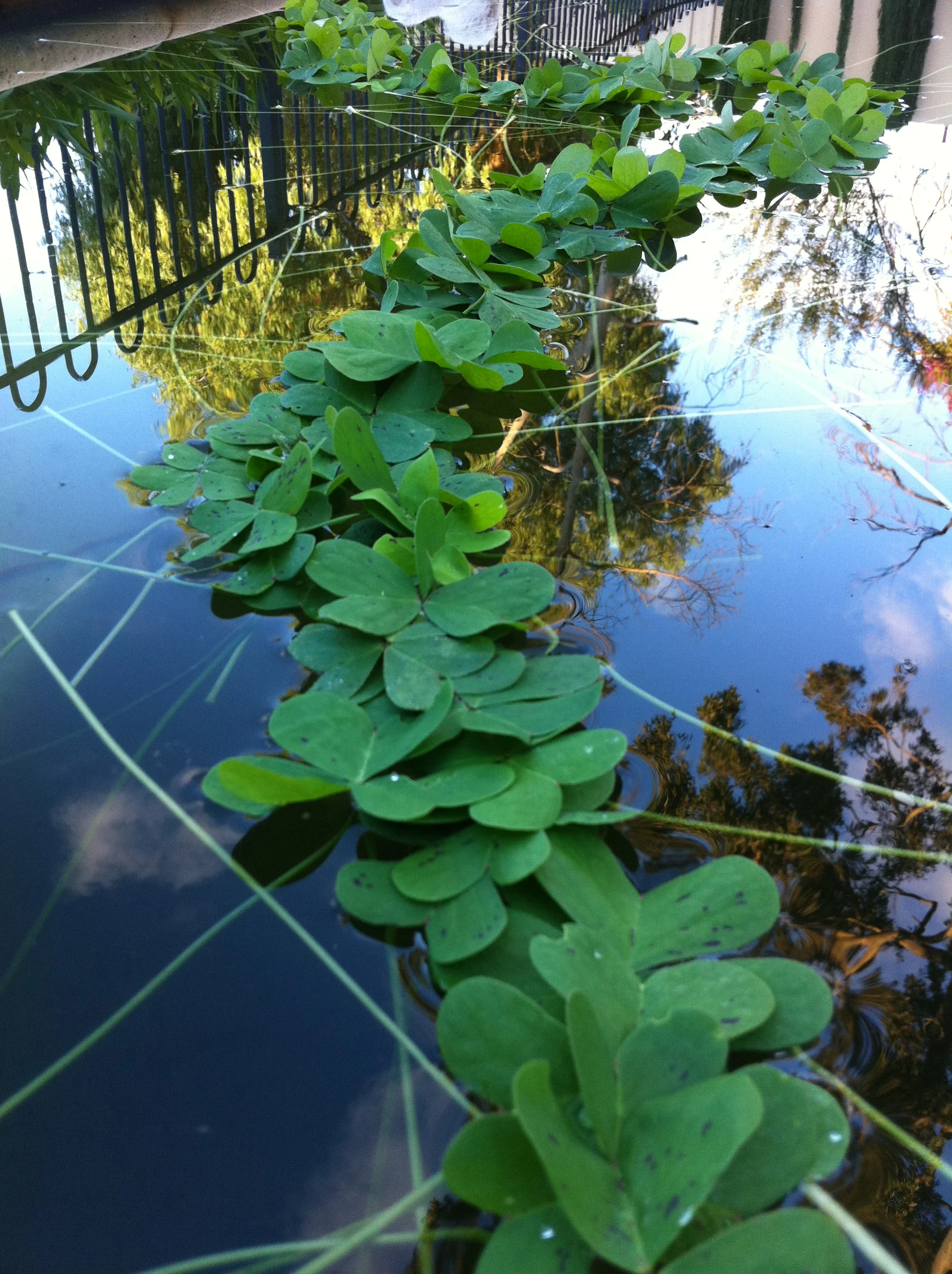 Clover 2013 Clover and dirty pool water