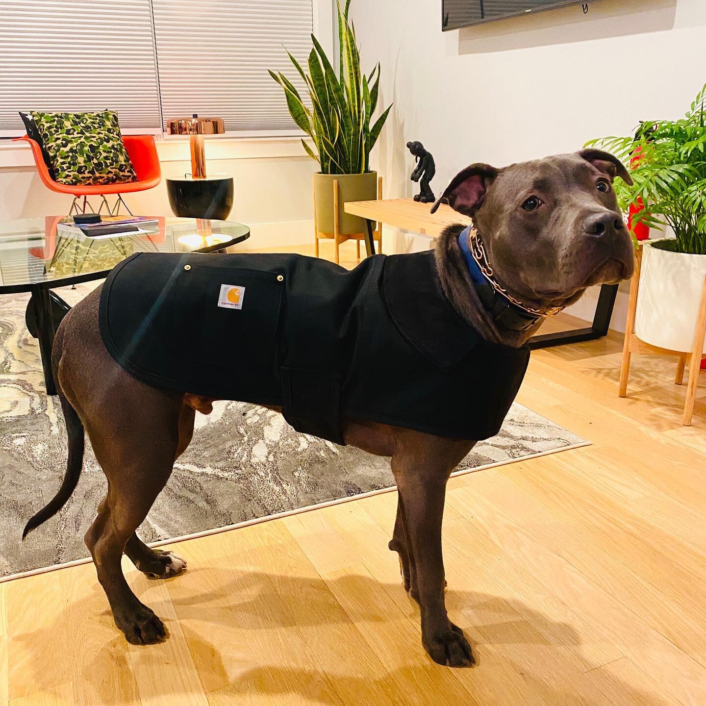 LAST THURSDAY &ndash; My dude @eightydotfive turned 1 and had to celebrate in his new coat cause the kid too cold! Let the wild ride continue... Onward and upward! // 🐾🐾🐾
.
.
.
.
#pitbullsofinstagram #pitbull #rescuedogsofinstagram #rescuedog #blu