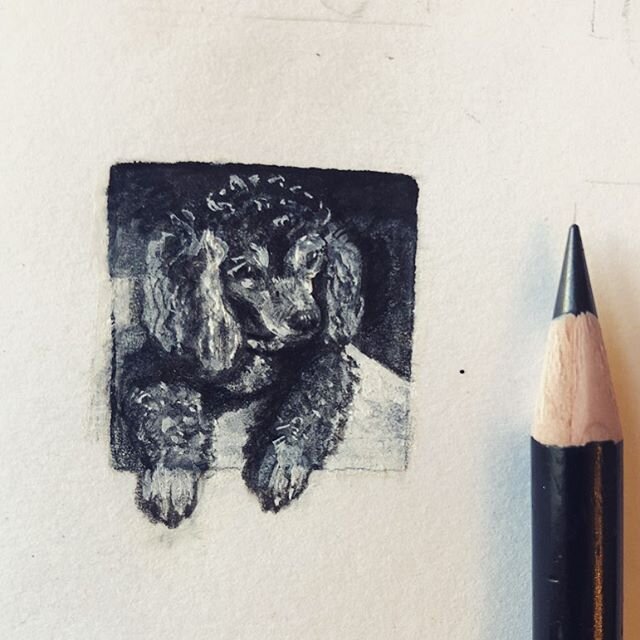 This one was a challenge doing fluffy black fur on such a tiny 1&rdquo;x 1&rdquo; scale. This little poodle used to regularly sunbathe in a shop doorway, that I would pass. 
Next up will be a new duck 🦆 ✏️ .
.
#poodlesofinstagram #illustratorsoninst