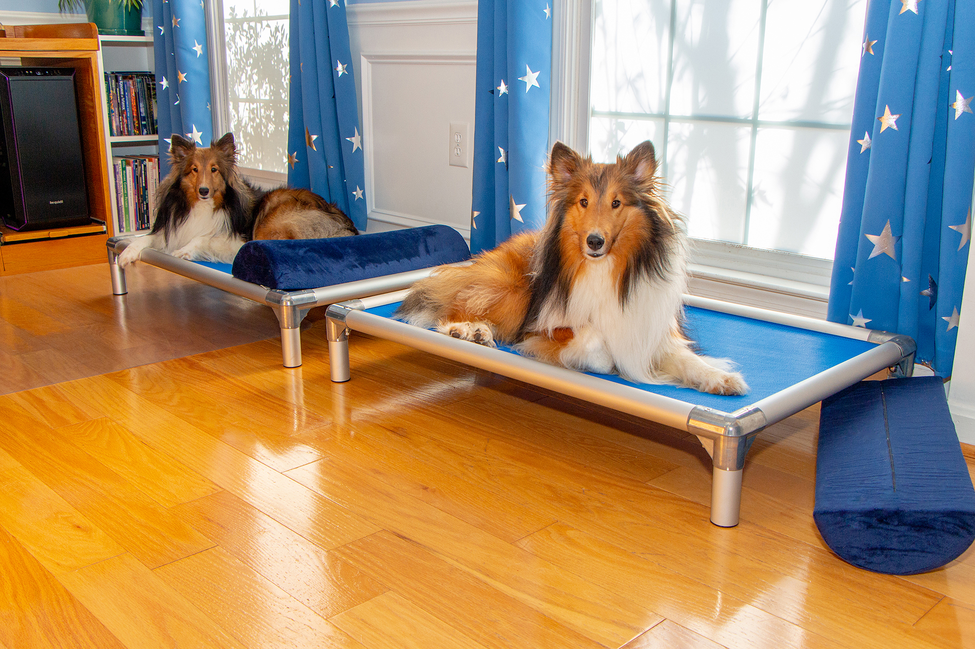 Zelda & Link, my studio Shelties and resident fluff nuggets.