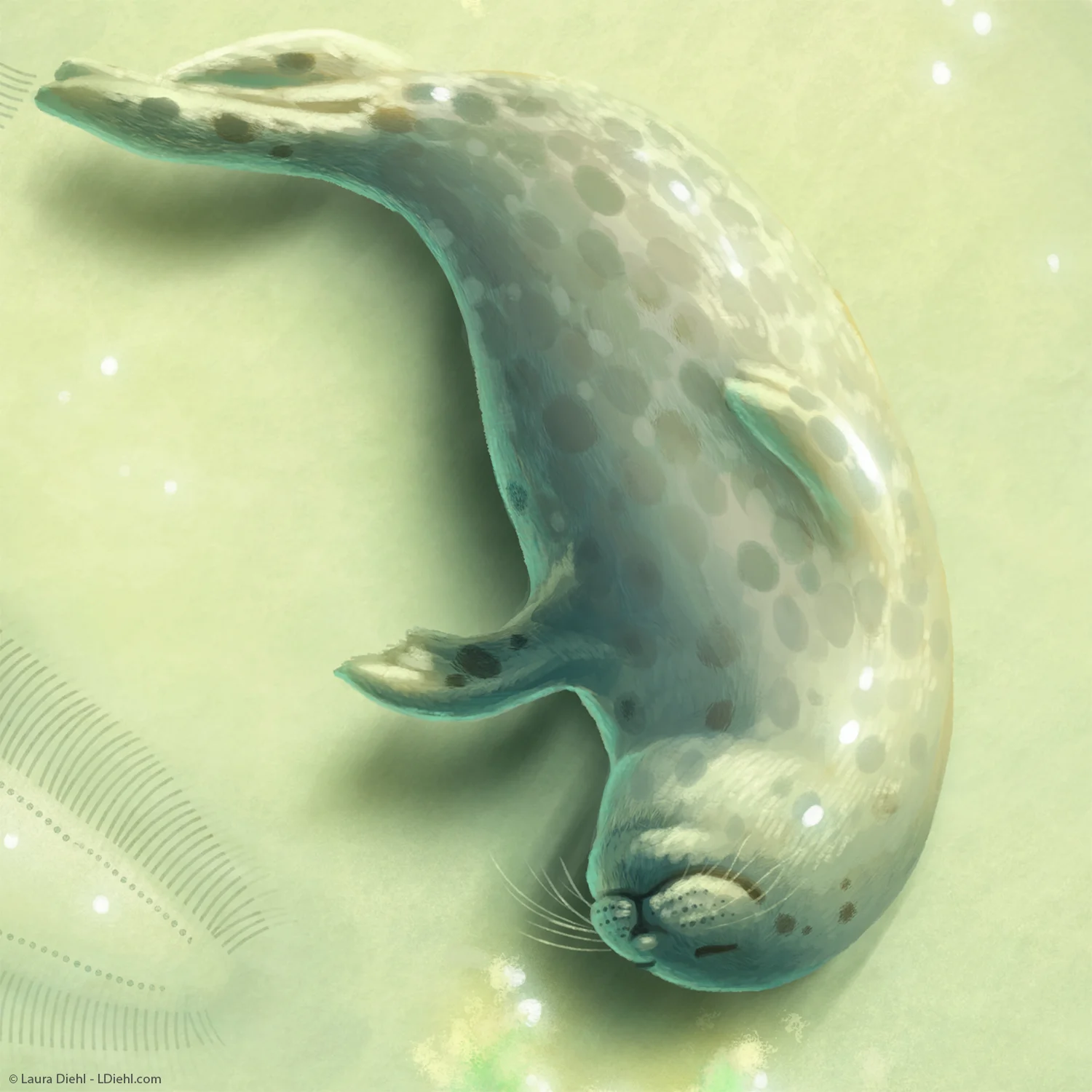 sanddollar_ldiehl_c4.jpg