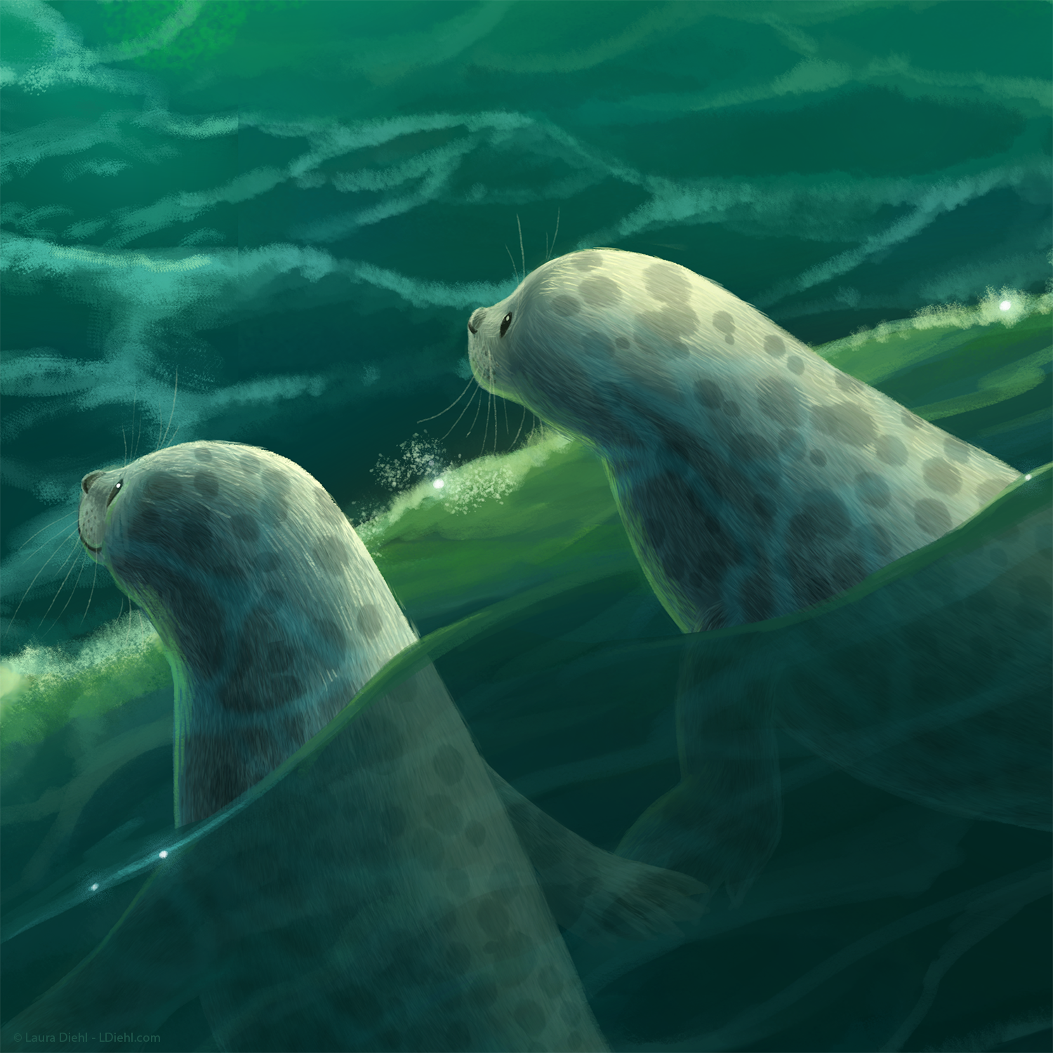 sanddollar_ldiehl_c5.png