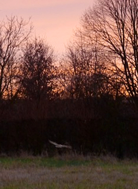 Every morning, I share my walk with thoughts of Averil and often with a beautiful owl that works the field.