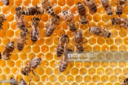 ITA 2nd ApiEcoFlora Apimondia Symposium 2014