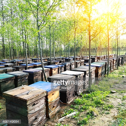 PHL Apimondia Symposium on Indigenous Bee Species