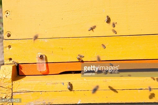 ITA I Congresso dell’apicoltura professionale calabrese XXXII Congresso dell’apicoltura professionale AAPI