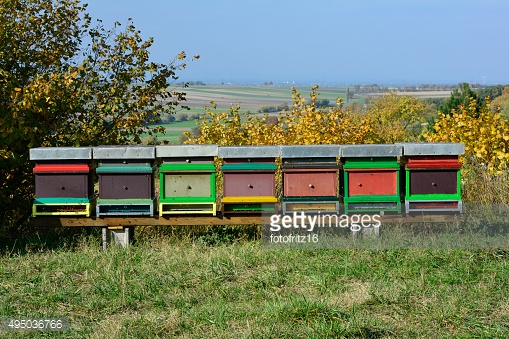 AUT Professional beekeepers of Austria - Symposium
