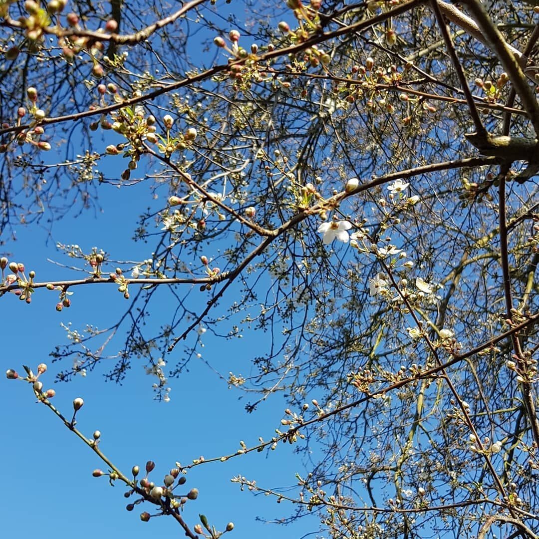 Hard to stay put in the office today when it's so jeffing glorious outside. Everything's crisp and luminous in the springtime sunshine (well almost everything, our pallid lockdown complexions have a way to catch up with these beauties) ☀️

#sunshine 