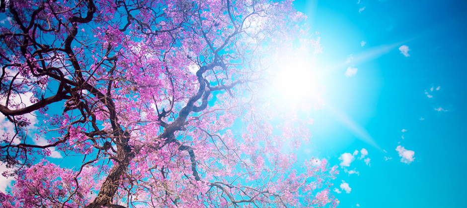 blossom-940x420.png