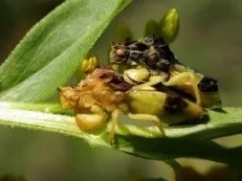Sexual Dimorphism: Males and females have fundamentally different evolutionary interests, often leading to striking sex-differences in phenotype. How do the sexes manage to diverge despite sharing the same genome?
