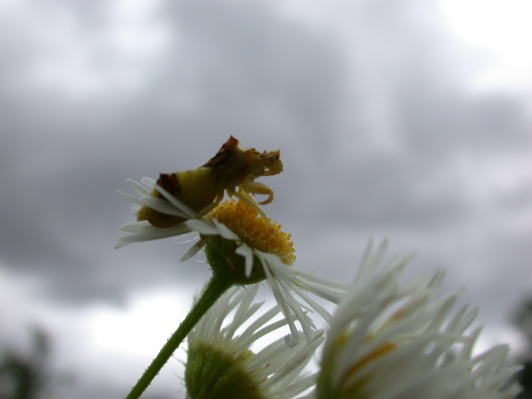 CLASSIFICATION. Ambush bugs (subfamily Phymatinae) belong to the Order Heteroptera (True Bugs) and the Family Reduviidae (Assassin Bugs). For real expertise on taxonomy of Assassin Bugs (including Ambush Bugs) check with my colleague, Christiane Wei…