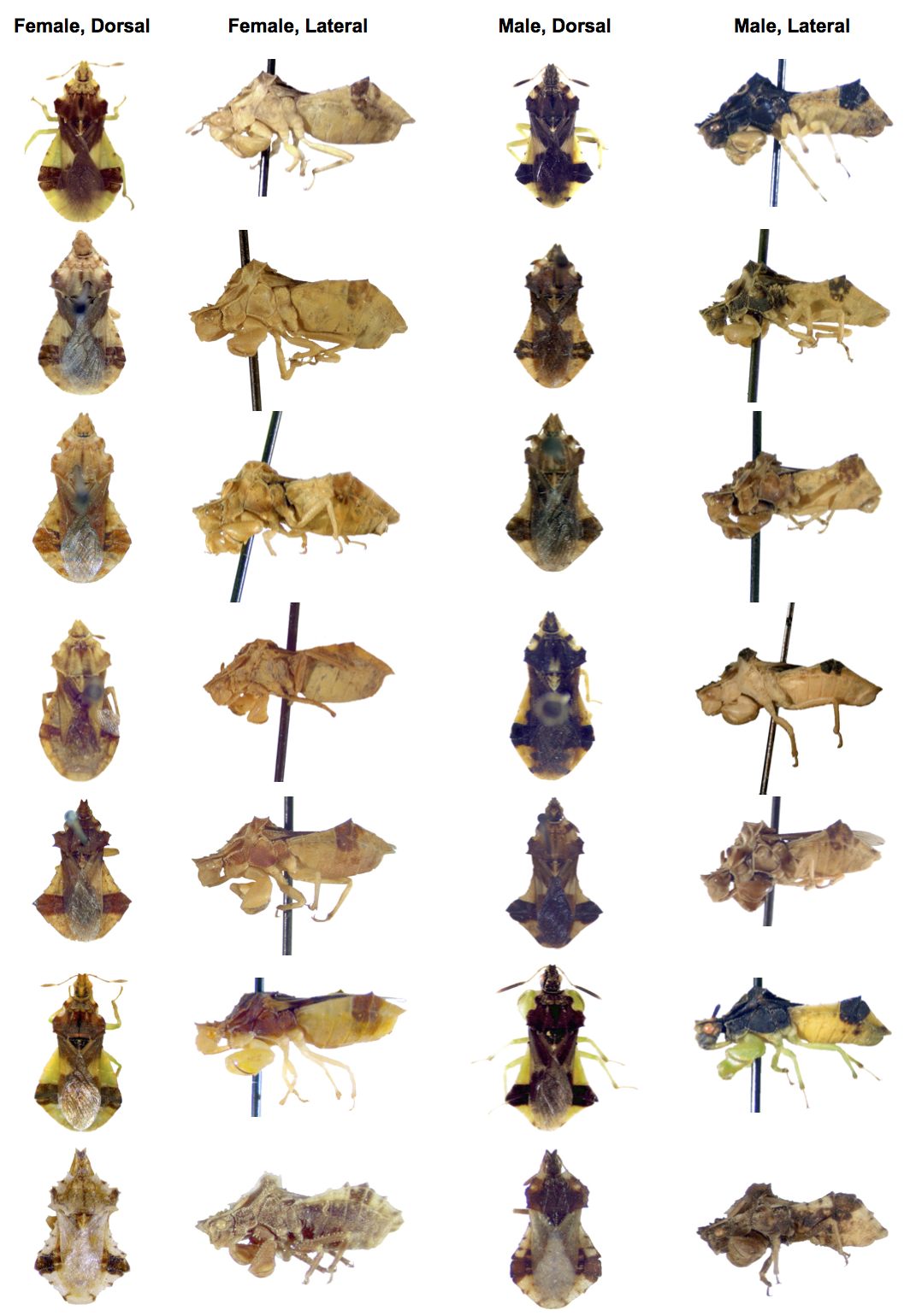 DIVERSITY. There are over 100 species in the genus Phymata. As you can see from this picture of 7 species and subspecies, size and colour differences between females (two left columns) and males (two right columns) are quite common. We don't yet ful…