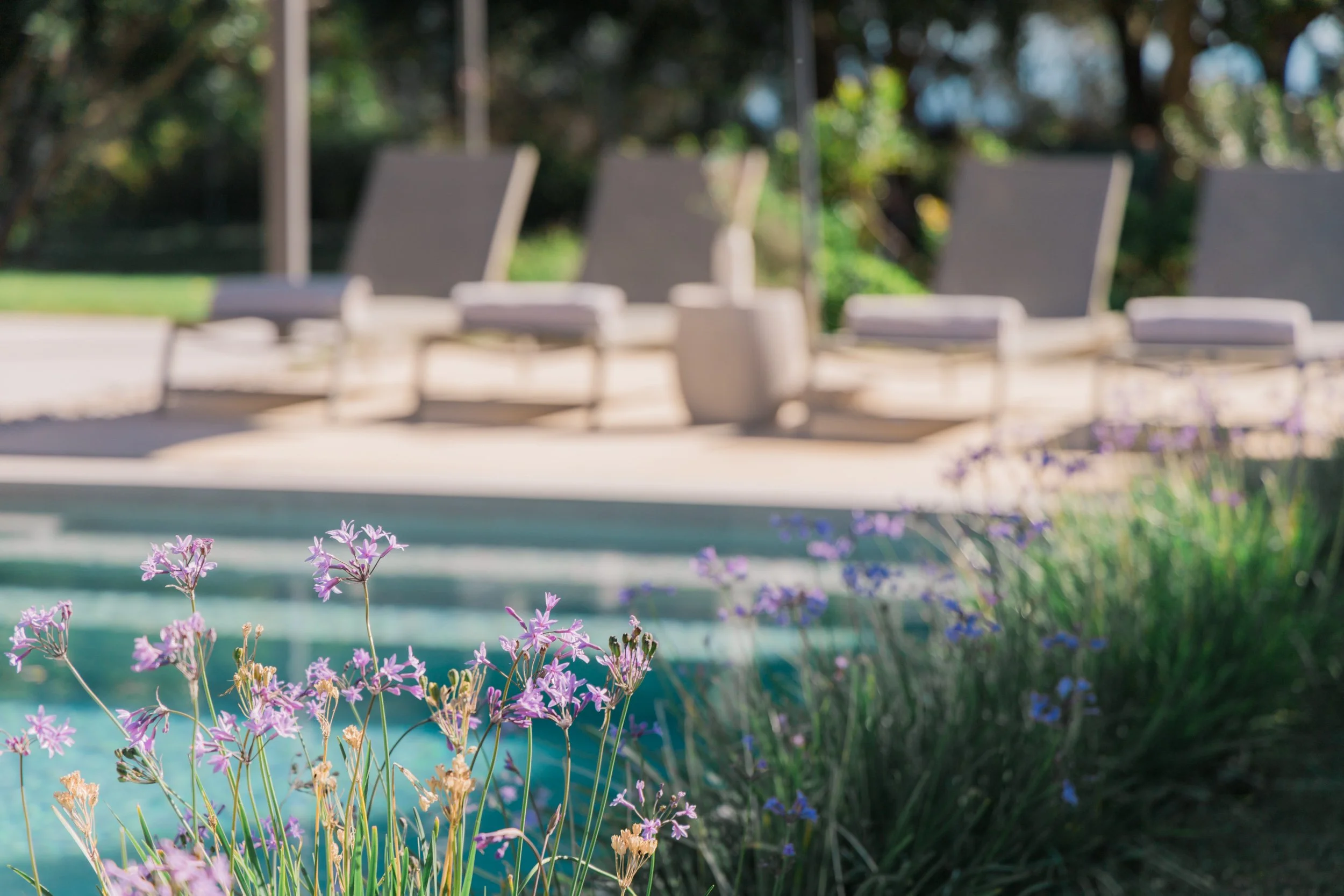 Blurred image of lounge chairs near a swimming pool, with purple flowers in the foreground.
