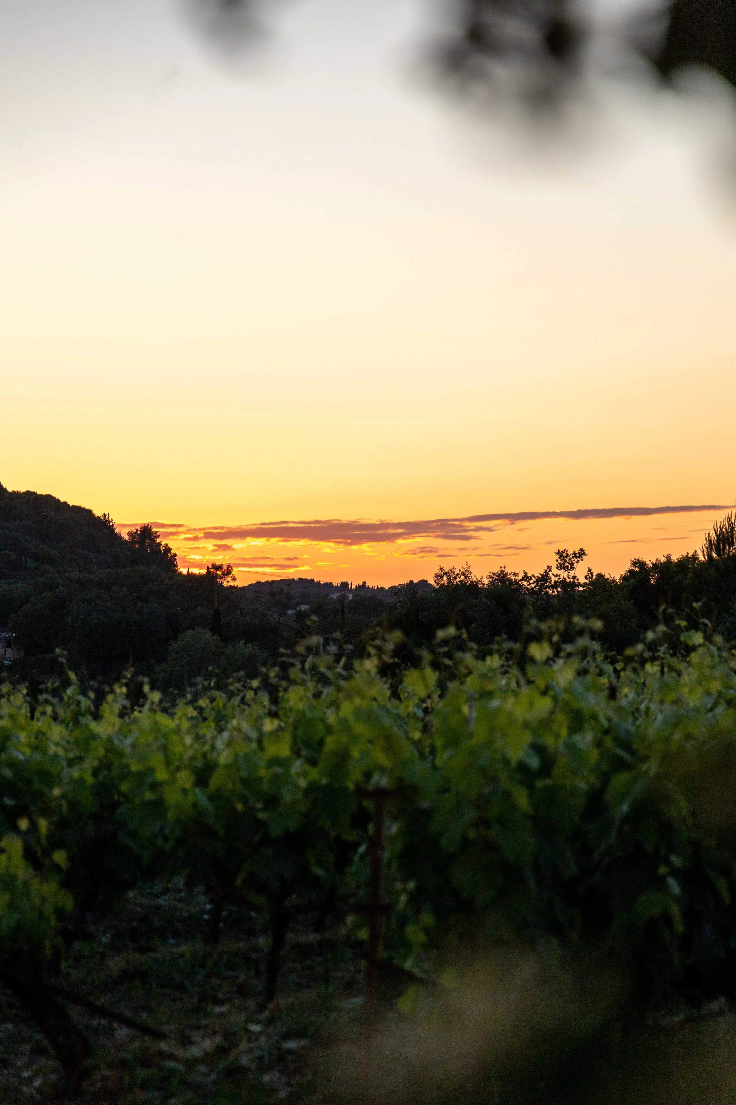 Sunset over a landscape with hills, trees, and a vineyard in the foreground.