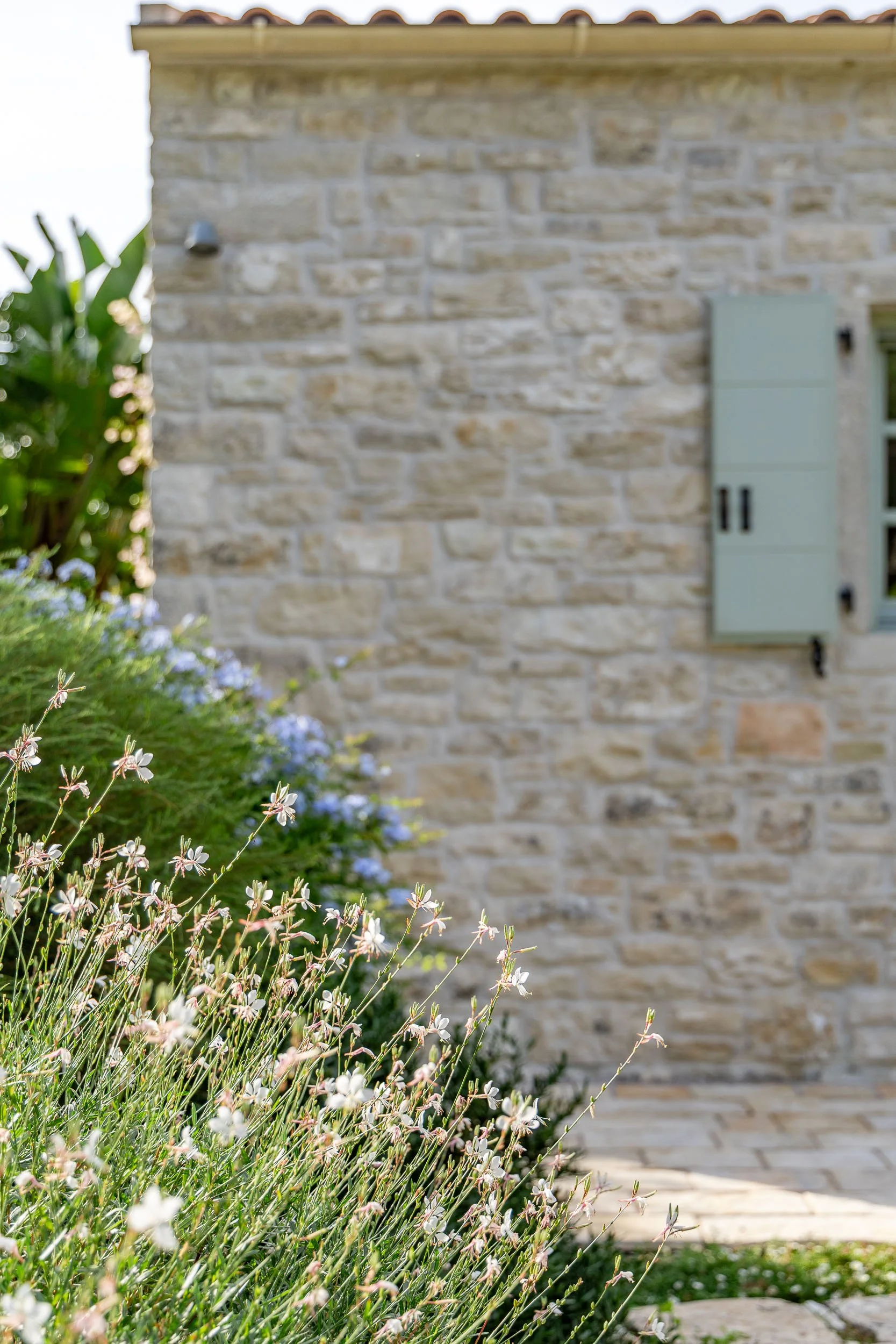 Close-up of small white flowering plants in the foreground with a stone house wall and window in the background.