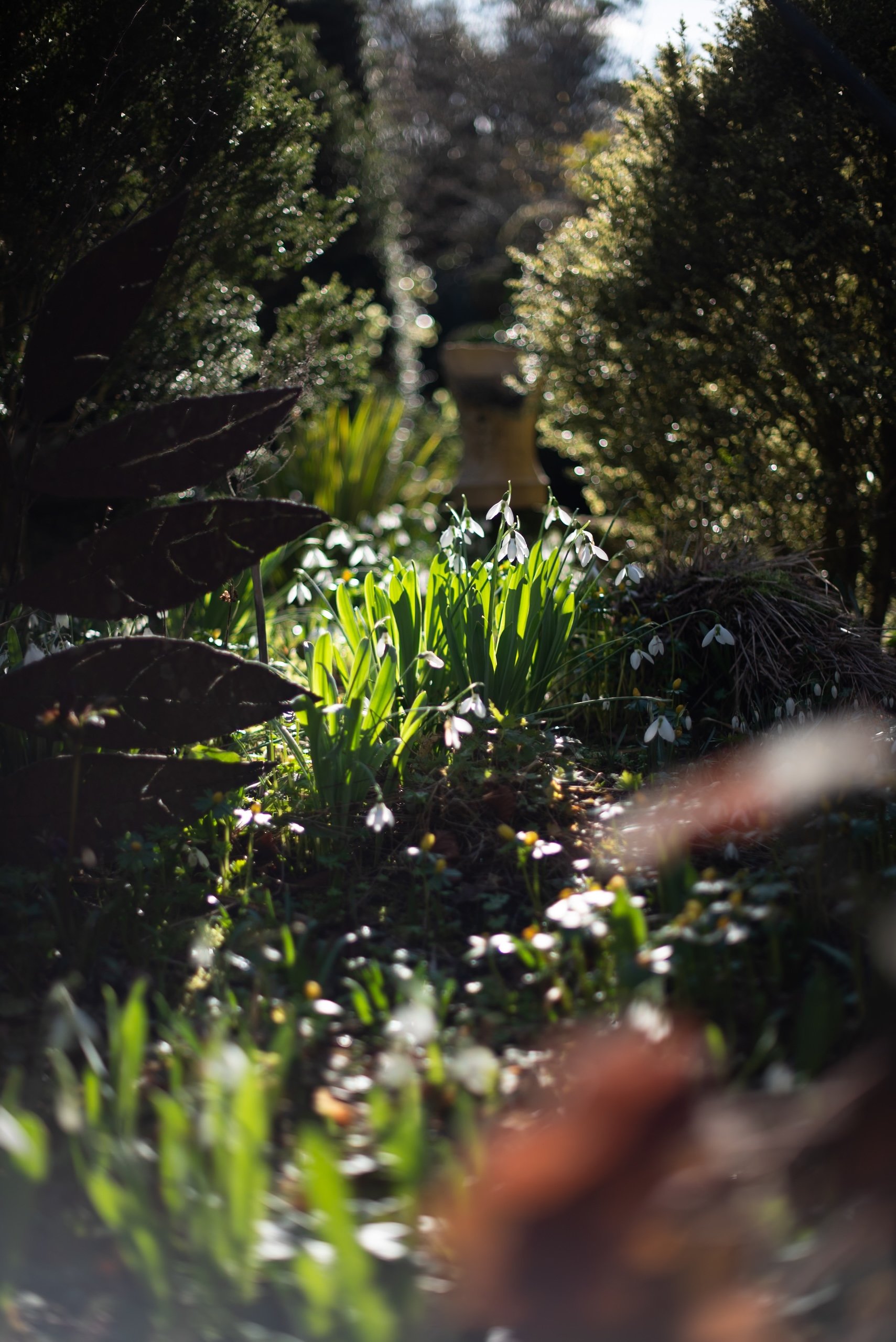 Galanthus 'Lord Lieutenant'
