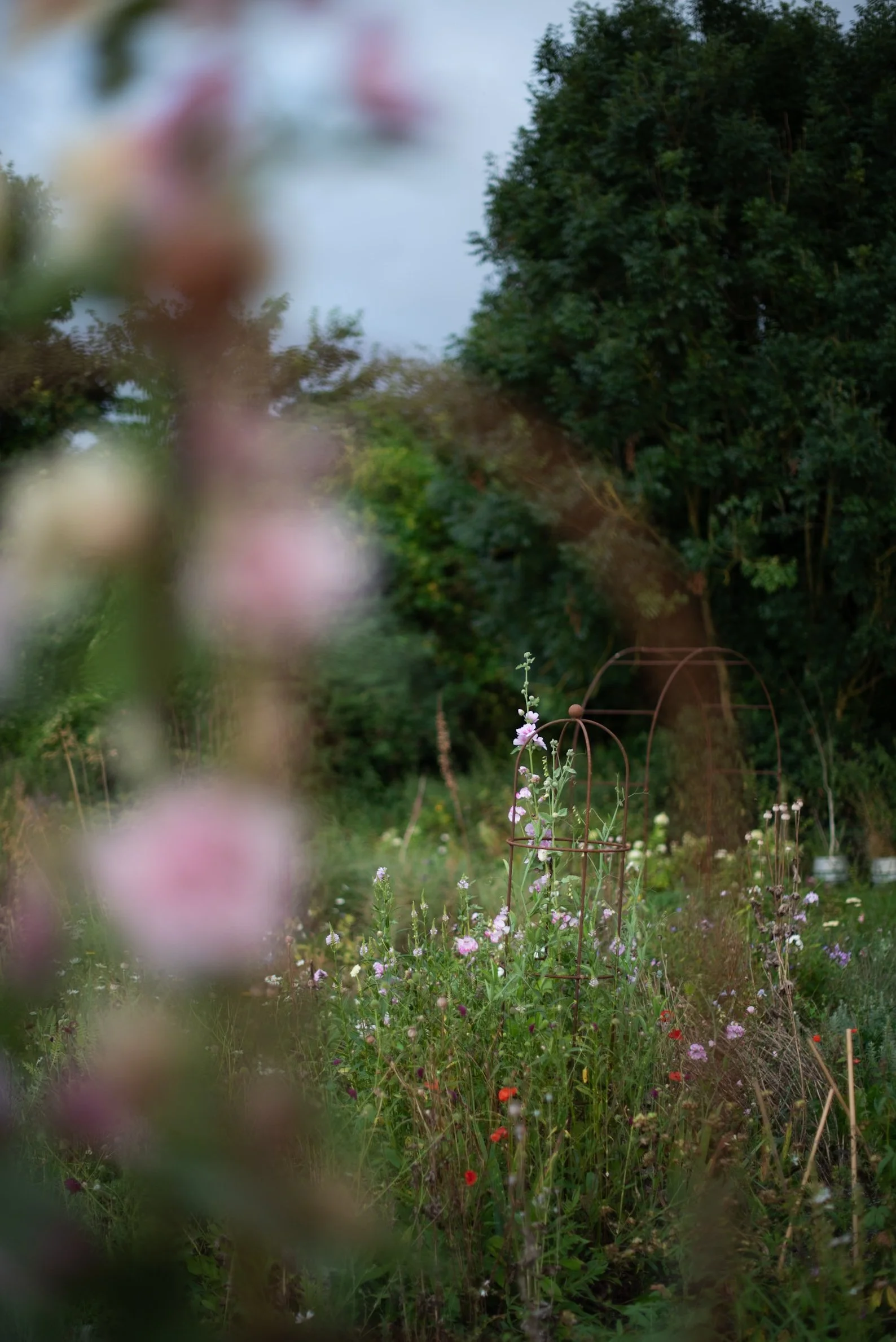 Aesme Studio cutting garden