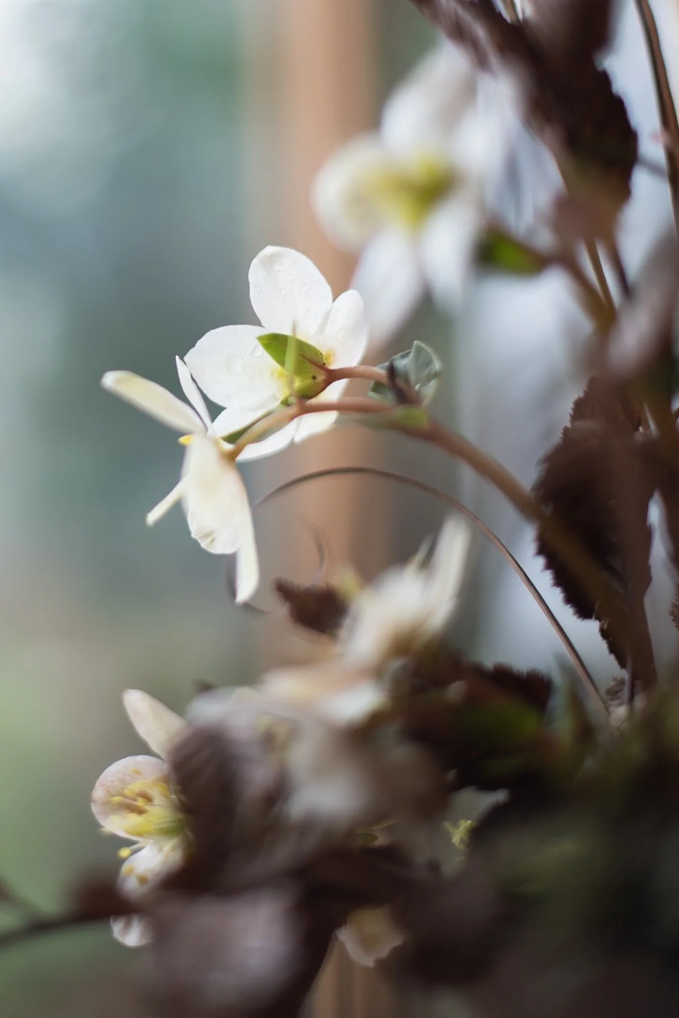 Helleborus 'Maestro'