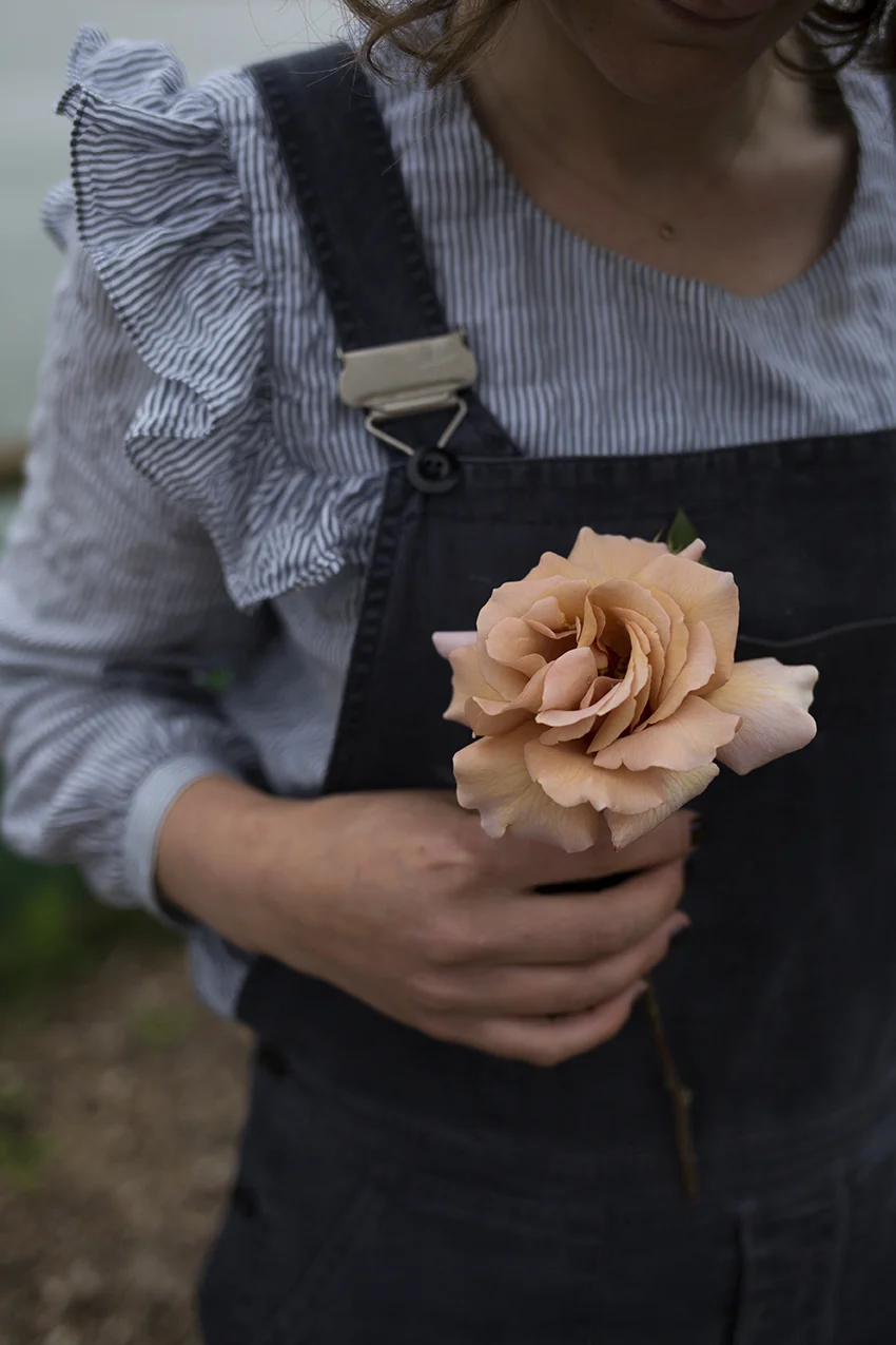 Julia's Rose, one of our many favourites. Repeat-flowering, this rose is the most delicious nuanced copper-coffee colour, fading to parchment.