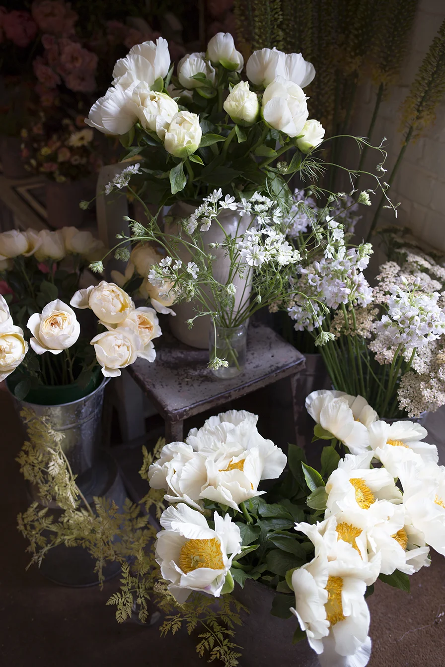 Clare de Lune peonies gently opening in the sun at the studio.