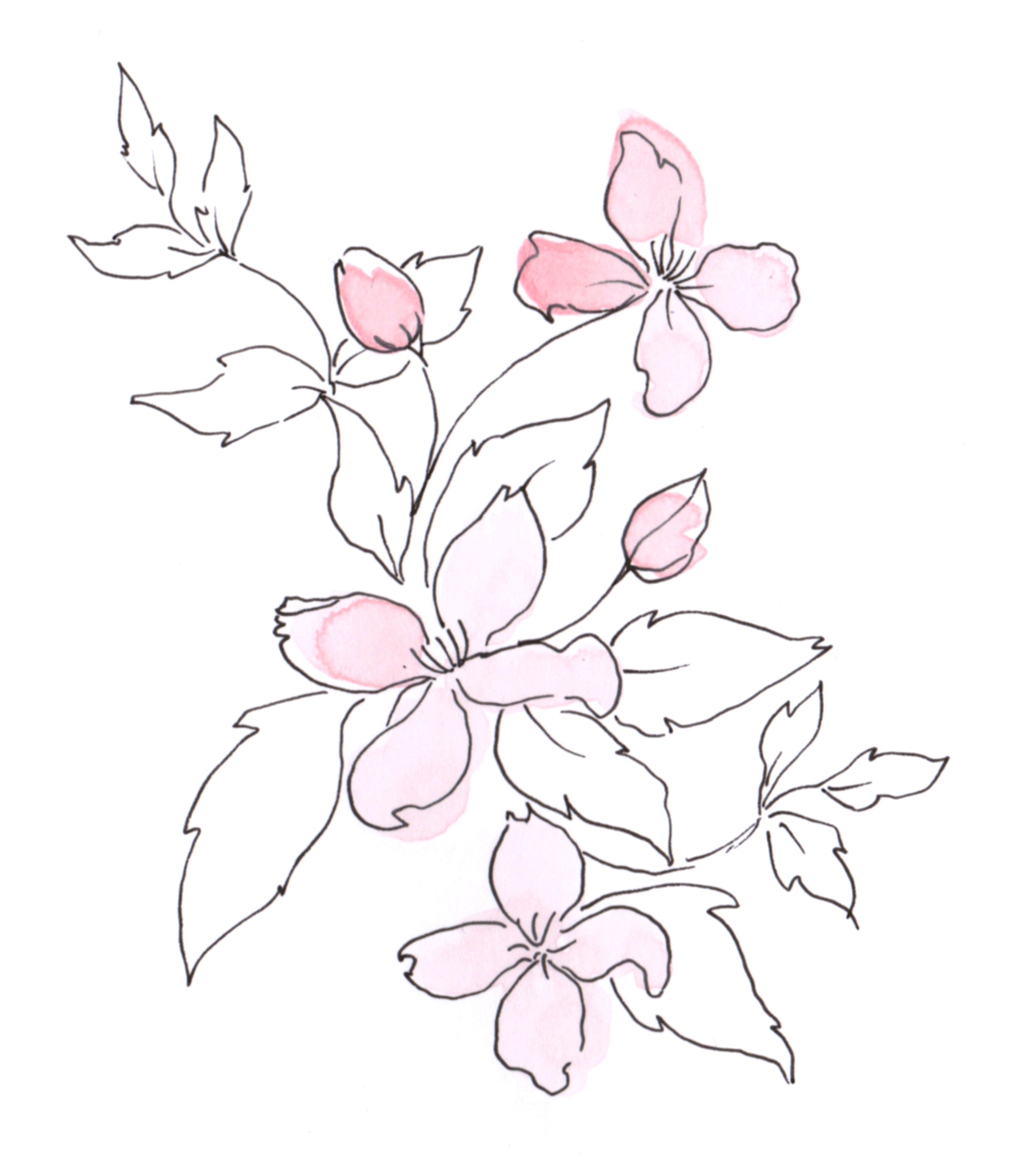 Clematis.gif
