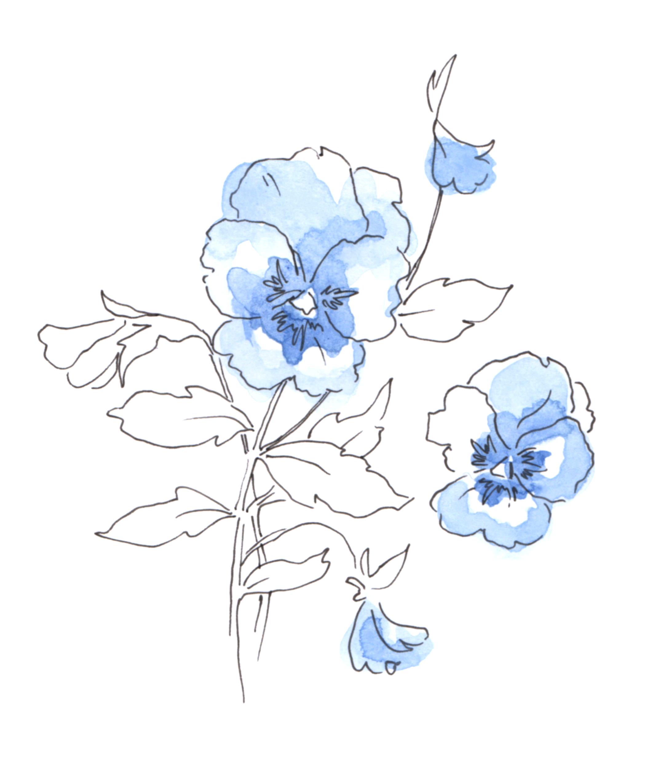 Pansies.gif